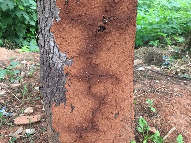 佛山白蚁防治所白蚁除了吃木头还吃什么