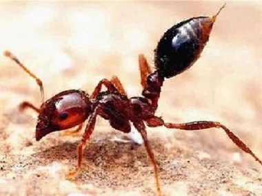 高明白蚁防治告诉你被红火蚁咬了要怎么办