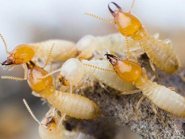 三水预防白蚁中心白蚁危害的常见部位有哪些