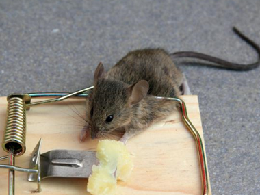 禅城专业杀虫灭鼠中心家里有老鼠怎么办，如何找到老鼠