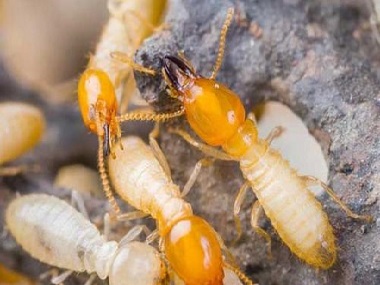 高明白蚁预防公司防治杉木白蚁危害的7个小妙招