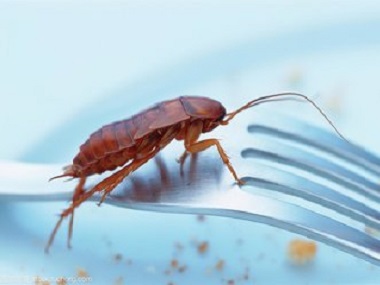 禅城虫害控制——用肥皂水能不能杀死蟑螂