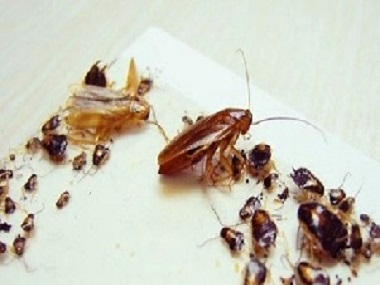 南海防疫病媒生物所南方蟑螂和北方蟑螂对比