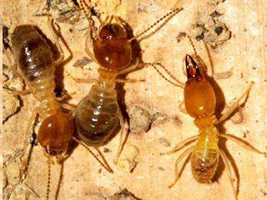 禅城灭治蚂蚁机构——蚂蚁的生活习性
